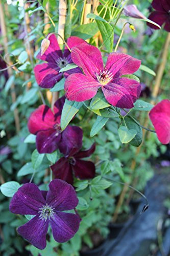 Waldrebe Clematis viticella 'Royal Velours' Kletterpflanze 100cm Topf gewachsen Italienische Sorte mit feuerroter Blütenpracht (40-60cm)