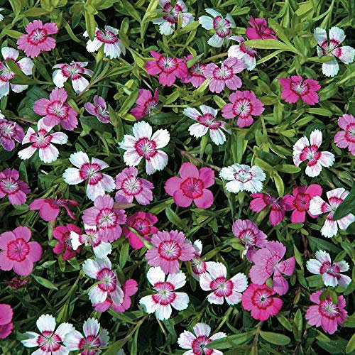 Dianthus Micro Chips Hardy Perennial Carnation 1 Packet (80 Seeds) by Thompson and Morgan