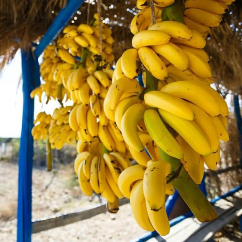 20 piezas semillas banano resistentes al exterior, semillas de plátano de plátano resistente,