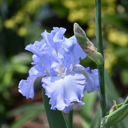 Bulbi di iris perenni resistenti - giardino esotiche 4pcs