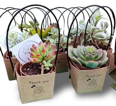 Bomboniere con Piante Grasse Succulente e Mini Cactus in Vasetto 5,5 cm Set da 20 bomboniere