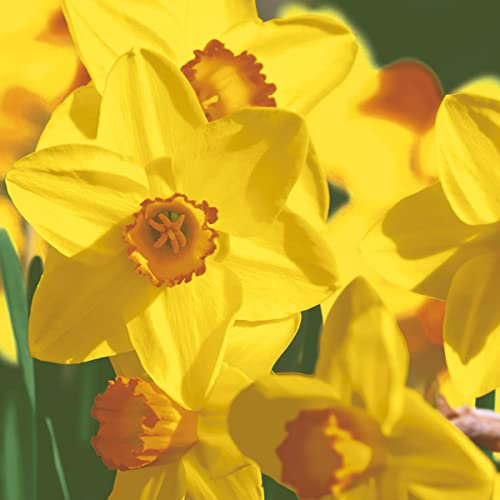 Servietten Frühling 20 Natürliche Narzissenblüten | Blumen Ostern Tischdeko 33x33cm