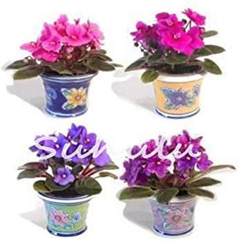 50Pcs Mini Bonsai Violet Samen, Usambaraveilchen Samen, Garten Topfpflanzen Violette Blumen Staude Matthiola Incana Seed 8