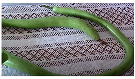 Pcs - 15x Courge Décorative Cucuzi Italien Serpent Ornamental Collection Plantes - Graines K142 - Seeds & Plants Shop by Ipsa