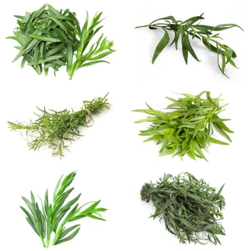 semillas de estragón orgánicas - perennes cocina de jardín de para camas elevadas, jardín de para balcón de balcón, 130pcs