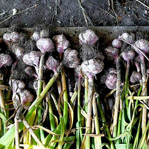 ajo - jardín invierno exóticas jardín 4bulbos