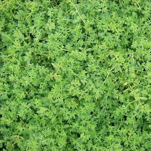 6x Herniaire, Millegraine – Herniaria glabra – Godet 9x9cm | Couvre-sol dense, feuillage vert tendre