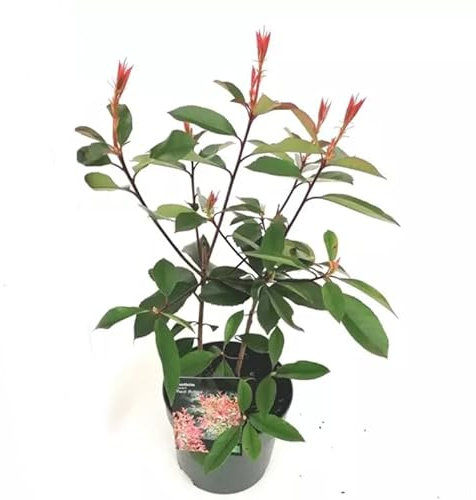 Fotinia Natural Arbusto de Exterior con Cuidado Fácil y Aspecto Natural