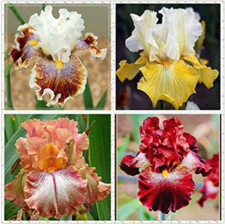 Raro Rizoma Di Iris, Resistenti Al Freddo E Alla Siccità, Facile Da Coltivare, Splendide esposizioni in giardino-8 rizoma-A