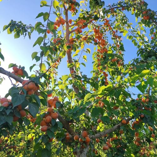 Semillas resistentes de albaricoquero, exóticas de albaricoque, Prunus armeniaca, resistentes para balcones Comprar granado 15pcs