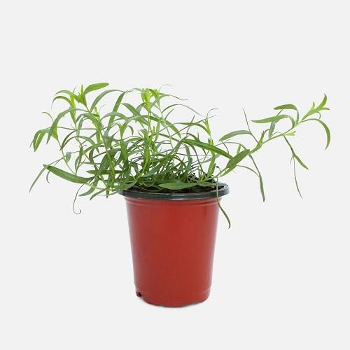 Fresh 60Pcs Green Tarragon Plant Seeds