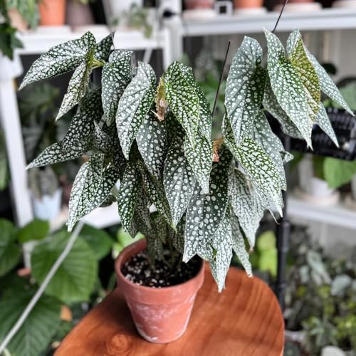 Forellenbegonie Pflanze Samen - wohnzimmer deko Begonia maculata, exotische samen pflanzen samen indoor plants for living room stauden winterhart mehrjährig bonsai samen gartenpflanzen 100pcs