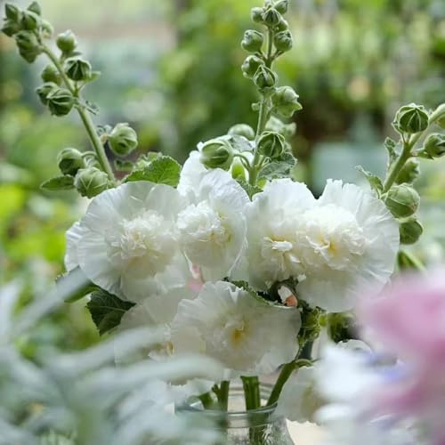 semi di malvarosa da balcone perenni resistenti biologici di malvarosa da aiuola rialzata to perenni 550pcs