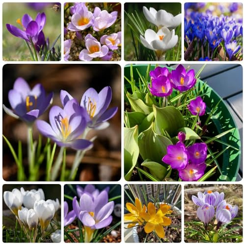 4bulbos Compre de azafrán y azafrán, azafrán crocus sativus de azafrán perennes resistentes al invierno, ación temprana