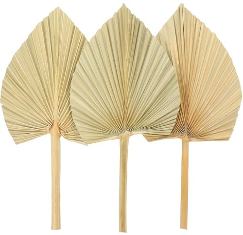 Homoyoyo Hojas de Palma Secas Naturales Abanicos de Palma Grandes y Resistentes 3 Piezas para Decoración de Boda y Hogar para Decoración Festiva