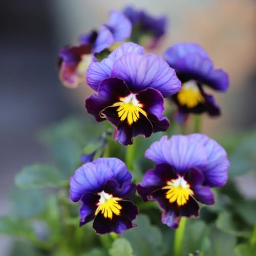 Semillas de violeta cornuda resistentes, jardín de viola cornuta, Comprar de violeta cornuda de Las de jardín de rocas 200pcs
