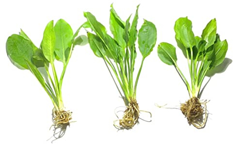 Marcus Fish Tanks - 3X Amazon Sword Echinodorus Bleheri Easy Live Aquarium Plants for Aquatic Freshwater Fish Tank