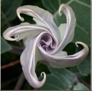 Schwarze Samen, Brugmansia-Engelstrompeten, Bonsai-Baum-Blumensamen 100 Partikel/Los