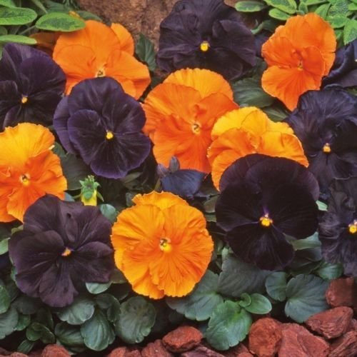 50 Viola Samen Viola Halloween Mix Viola del pensiero Mix di semi