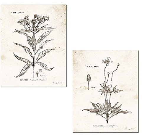 Gango Home Décor Lovely Vintage Ephemera Iron Weed and Thimble Weed Set by Gwendolyn Babbitt; Botanical Decor; Two 16x20in Fine Art Giclees