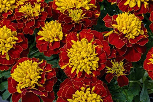 25 Marigold Tagetes Dwarf French Boy Spry Seeds - 25 Seeds