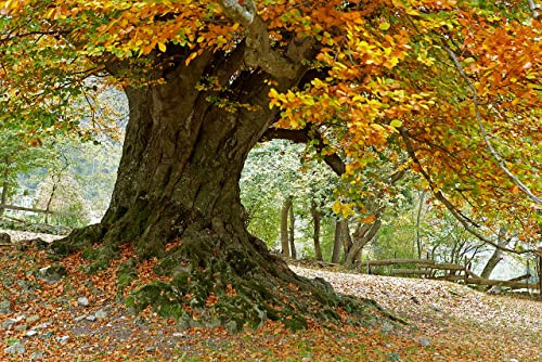 20 Semi di Faggio Comune (Fagus Sylvatica)