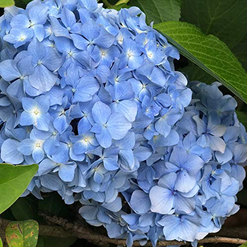 Potted Hardy Plant Hydrangea, Blue Flowers in Summer, Low Maintenance Shrub, Gardens & Outdoors, 1 x Hydrangea Nikko Blue Plant in a 3.6 Litre Pot by Thompson & Morgan