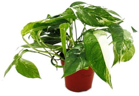 Weiß-bunte gemusterte Efeutute - Epipremnum variegata - Scindapsus - 12cm Topf - rankende Zimmerpflanze