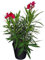 Adelfa Rosa Árbol Natural Decoración del Exterior del Hogar