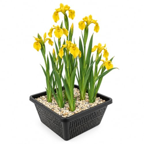 vdvelde․com - Lirio amarillo Iris pseudacorus, 4 plantas palustres