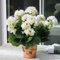 kiskick 100 Unids Semillas de Pelargonium Geranio Jardín de Flores Balcón Bonsai Maceta Planta Decoración semillas para plantar verduras y frutas Blanco Semillas de geranio
