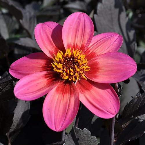 Dahlie Dahlegria Tricolore® | 1 Stück | Knolle | Topfpflanze | Geeignet für Kübel | Gelb | Rot | Rosa | 100% Blütegarantie | QFB Gardening