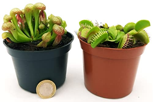 POWERS TO FLOWERS - DARLINGTONIA, e DIONAEA PIANTA CARNIVORA, PIANTA DRAGO, vaso 9cm diametro, piante vere