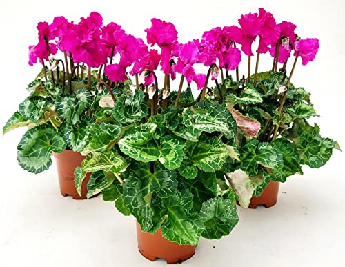 POWERS TO FLOWERS - CICLAMINO RICCIO FRANGIATO FUCSIA, FIORITURA EXTRA, 3 PIANTE, VASO 13CM, piante vere