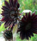 ZECHONDRA Neue 50pcs Sonnenblumensamen schwarz