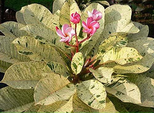 20 pz Plumeria Agave Rare Real Maya semi di Fiori