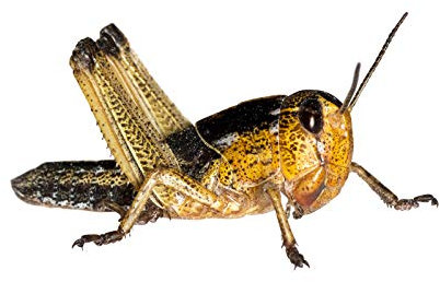 Feeders & More - Heuschrecken - Wanderheuschrecken MITTEL - 300 Stück - Lebendfutter Insekten Wanderheuschrecken - Futter für Reptilien, Bartagamen und Amphibien - Futterinsekten & Haustierfutter
