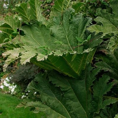 20 graines de plantes Gunnera