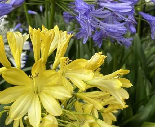 New!! Yellow Agapanthus 2 Years Old in 9cm Pot, Perennial Plants, Limited in Stock