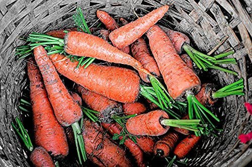 Lote de 500 semillas de zanahoria Royal Chantenay - Antigua variedad francesa - Voluminosa y dulce - Calidad gustativa excepcional - Semillas de zanahoria 100 % francesas - Ideal para principiantes