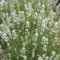 3 Stück Lavandula angustifolia Alba von INTRAGARTEN | duftender und weißblühender Lavendel | winterhart im 9cm Topf