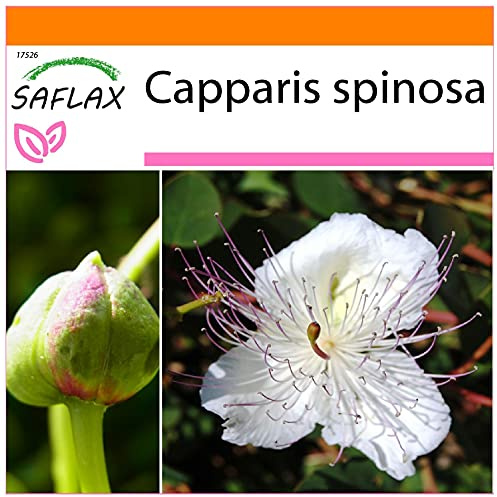 SAFLAX - Garden in the Bag - Örter - Riktig Kaprisbuske - 25 Frön - Med underlag i en passande resväska - Capparis spinosa