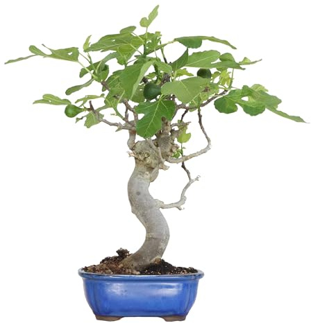 KENTIS - Bonsai di Ficus Carica - Fico Comune - Piante Vere da Esterno da Frutto - Giardino Balcone Terrazzo - H 50-60 cm Vaso in Ceramica 27 cm