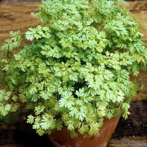 Buy4seeds 200 Seeds Herb Chervil anthriscus cerefolium - French Parsley