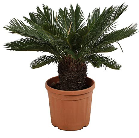 KENTIS - Cycas Revoluta - Palmier nain - Plantes d'Extérieur et d'Intérieur - Plantes Vraies Naturelles - H 100-125 cm Pot Ø 30 cm
