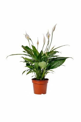 Einblatt Spathiphyllum Sweet Benito 60–70 cm – Friedenslilie Zimmerpflanze luftreinigend, pflegeleicht, grüne Wohnzimmer- & Bürodekoration