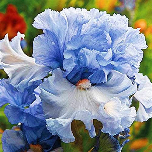 Iriszwiebeln/Hortensienpflanzen leben zum Pflanzen geheimnisvoller duftender Blumen-2,4-Rhizome