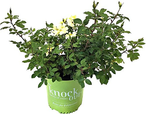 Rosal Clásico Amarillo DECOALIVE Planta Natural de Exterior Rosal Flores Amarillas