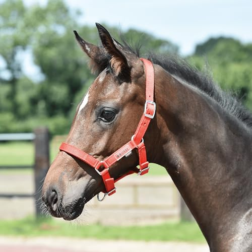 JA Horse JA4027 - Cabestro para potro (correa estable, ajustable, para potros en el cuello, narices y cenizas, con herrajes plateados)