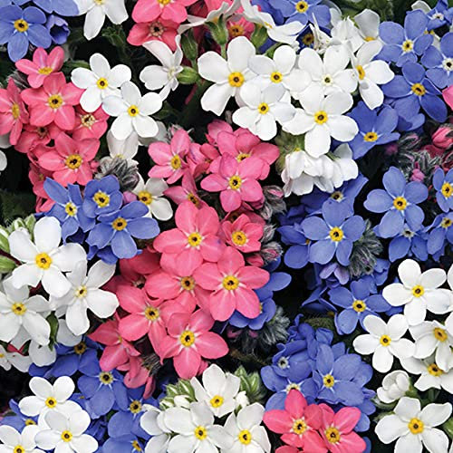 Welldales 100 UK Pastel Mini Forget Me Not Seeds to Plant & Grow Pink Blue & White Flowers